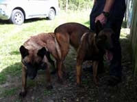 saillie malinois aktion & clash