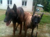 saillie malinois aktion & clash en 2012