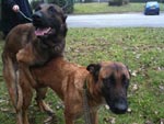 saillie malinois bahia & barbak