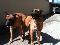 saillie malinois bahia & caplan