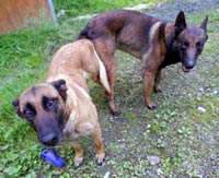 saillie malinois de bahia & clash 2012