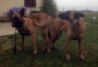 saillie des malinois bahia & farouk