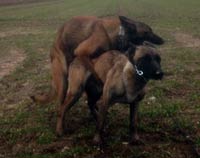 saillie des malinois big mama & foenix