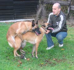 saillie malinois caline & s'lon