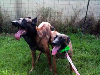 saillie malinois barbak & cannelle