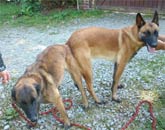 saillie malinois farouk & cannelle