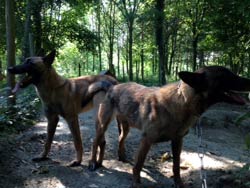 saillie des malinois Cannelle & Garry en 2013