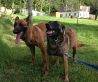 saillie des malinois Hot Dog & Cannelle 2014