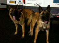 saillie malinois dina & caplan