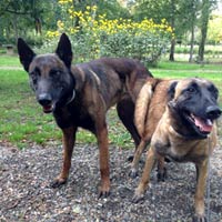 saillie des malinois clash et dina