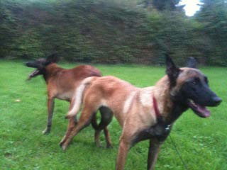 saillie malinois easy & barbak