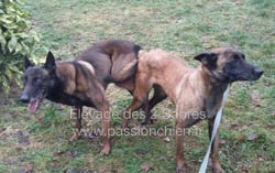 saillie malinois easy & caiser 2017