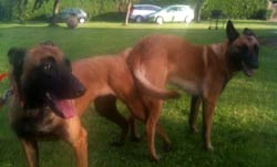 saillie des malinois easy & farouk