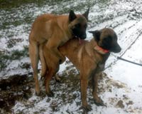 saillie des malinois easy mama & garry