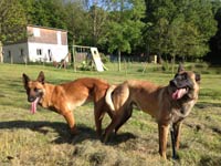 saillie malinois hot dog & easy 2014