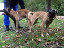 saillie malinois extra & foenix 2013