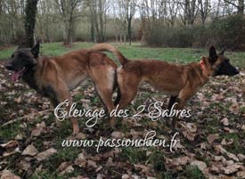 saillie malinois Fat & Big Show 2019