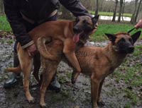 saillie malinois big shoxw & fat mama 2016