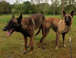 saillie malinois clash & fat mama