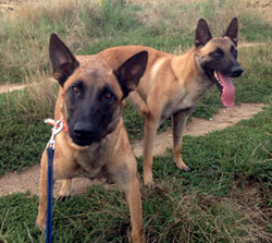 saillie des malinois fat mama & garry