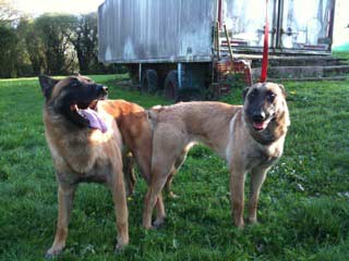 saillie malinois fidji & caplan