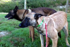 saillie malinois clash & fidji