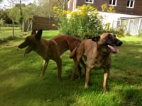 saillie malinois d'Hot Dog & Fidji 2014