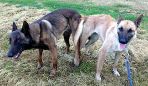 saillie des malinois Flora & Clash en 2013