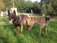 saillie malinois clash & flora 2014