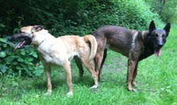 saillie malinois clash & flora 2015