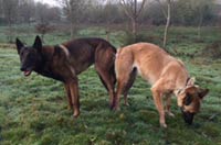 saillie malinois flora & clash