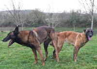 saillie malinois fuji & clash