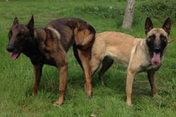 saillie des malinois Happy & Clash