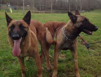 saillie malinois