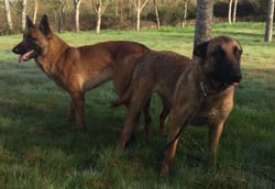 saillie malinois