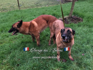 saillie des malinois Helke & Hot Dog en 2020