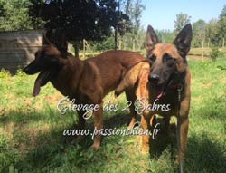 saillie malinois de Irka & Hot Dog 2018