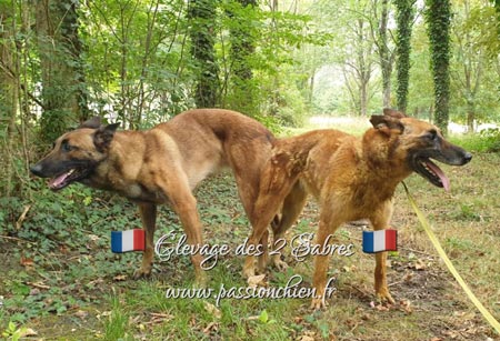 saillie des malinois Irka & Modi 2020