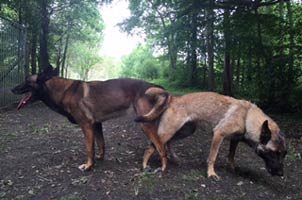 saillie de nos malinois it is & clash 2015