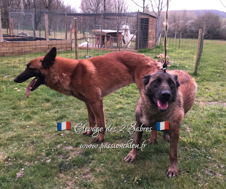 saillie des malinois IT IS & HOT DOG en 2020