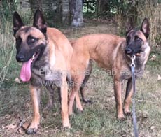 saillie malinois last & lazy 2017