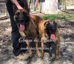 saillie malinois lazy & mac fly 2018