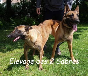 saillie malinois