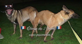 saillie des malinois LAZY & Maiko 2020