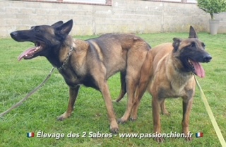 saillie malinois Lazy & Maiko 2021