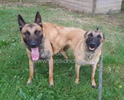 saillie malinois Mighty & Last Fight