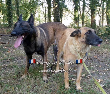 saillie des malinois Mighty & Maiko 2020