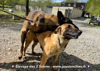 saillie des malinois Mighty & Maiko 2021