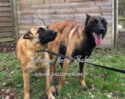 saillie malinois Mighty & Matrix 2018