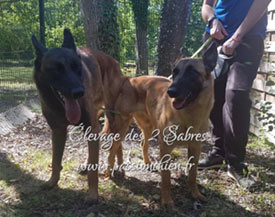 saillie des malinois Matrix & Migthy en 2019